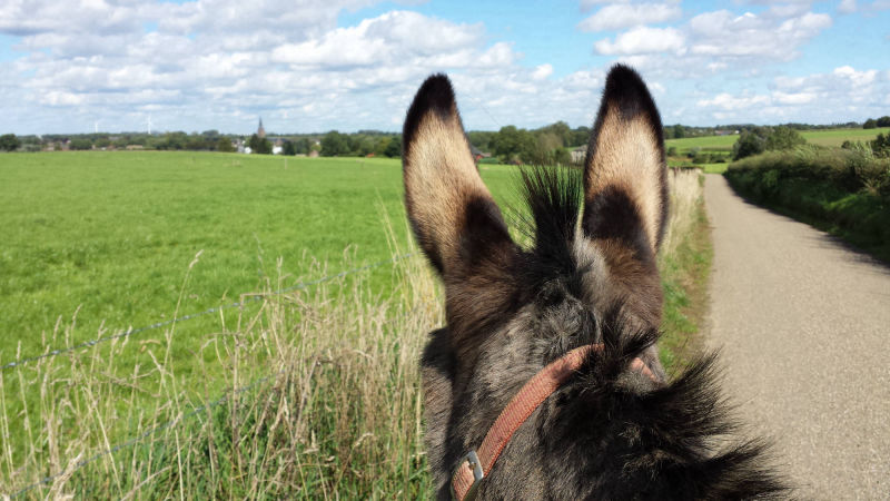 Kijk over het landschap van achter de oren van een ezel